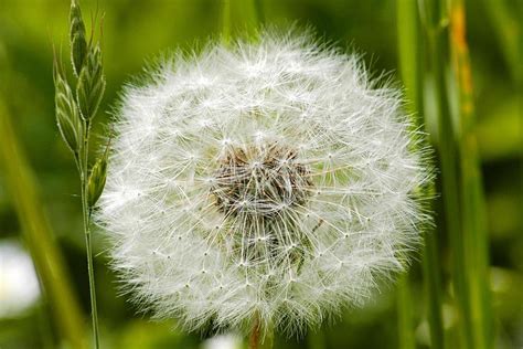 蒲公英功效|蒲公英（菊科蒲公英属植物）